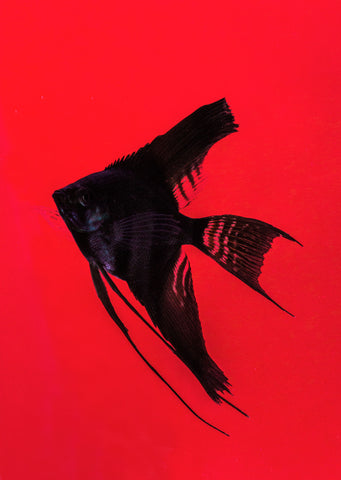 Åpex - Single Black (Veil) Angelfish from Åpex products online in Dubai and Abu Dhabi UAE