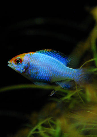 Electric Blue Ramirezi tropical fish from Discus.ae products online in Dubai and Abu Dhabi UAE