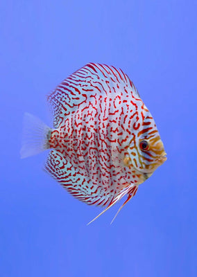 Stendker - German Wonder fish from Diskuszucht Stendker products online in Dubai and Abu Dhabi UAE