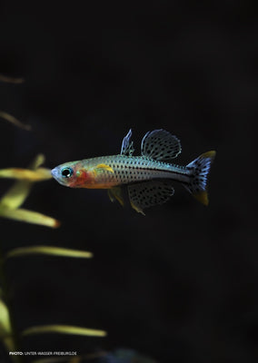 Gertrudae Rainbowfish