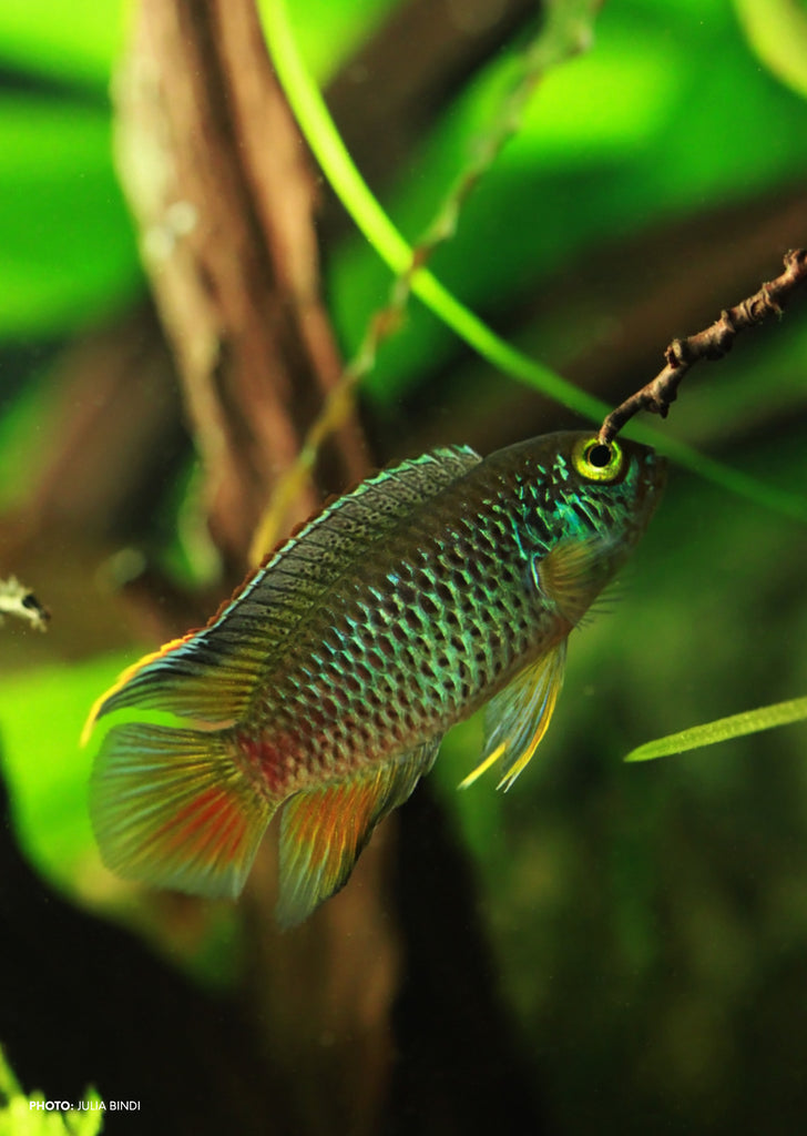 Golden Dwarf Cichlid tropical fish from Discus.ae products online in Dubai and Abu Dhabi UAE