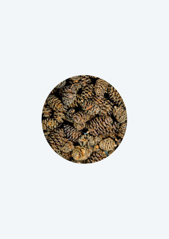 HOBBY Alder Cones