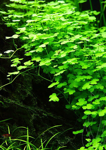 Hydrocotyle tripartita plant from Tropica products online in Dubai and Abu Dhabi UAE