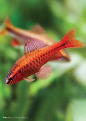 Cherry Barb  from Discus.ae products online in Dubai and Abu Dhabi UAE