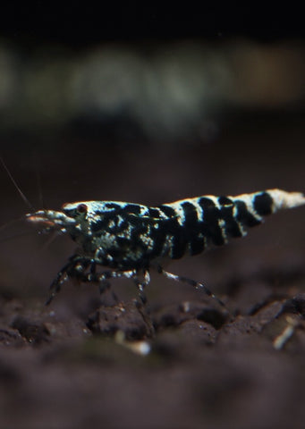Black Galaxy Tiger