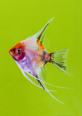 Åpex - Koi Classic Angelfish from Åpex products online in Dubai and Abu Dhabi UAE