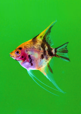Åpex - Koi Tricolor Angelfish from Åpex products online in Dubai and Abu Dhabi UAE