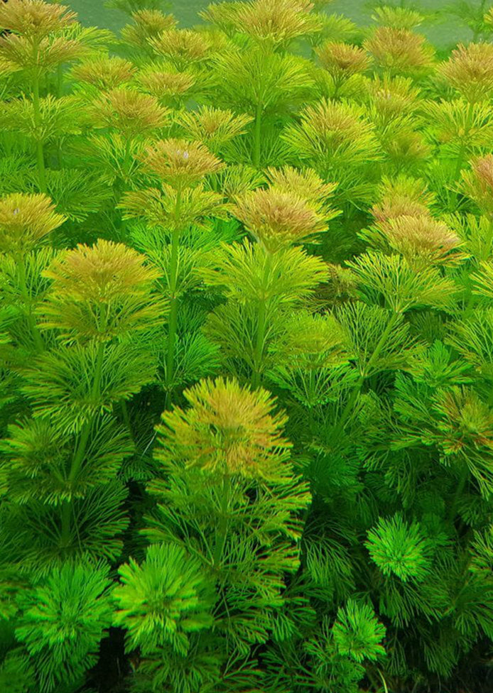 Limnophila sessiliflora plant from Tropica products online in Dubai and Abu Dhabi UAE