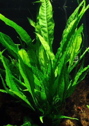 Microsorum pteropus Clip