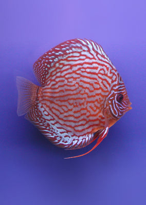 Stendker - Red Turquoise fish from Diskuszucht Stendker products online in Dubai and Abu Dhabi UAE