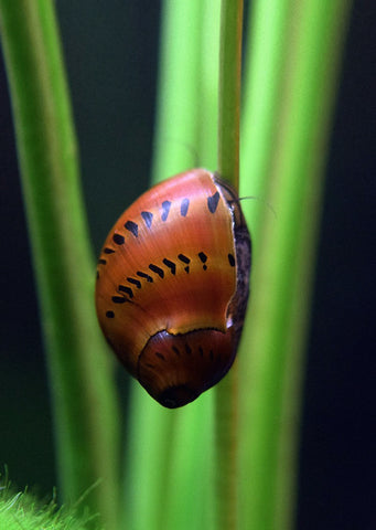 Nerite Snail Spotted tropical fish from Discus.ae products online in Dubai and Abu Dhabi UAE
