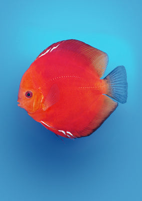 Stendker - Solid Fire Red fish from Diskuszucht Stendker products online in Dubai and Abu Dhabi UAE