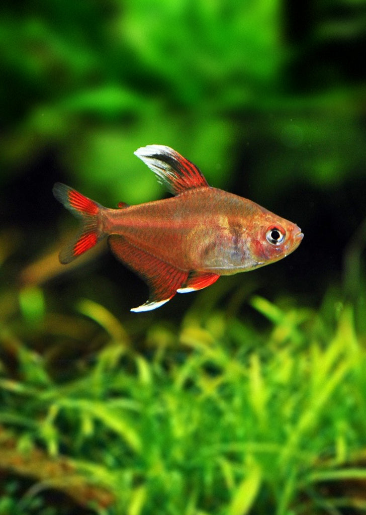 Whitefin Ornatus Tetra