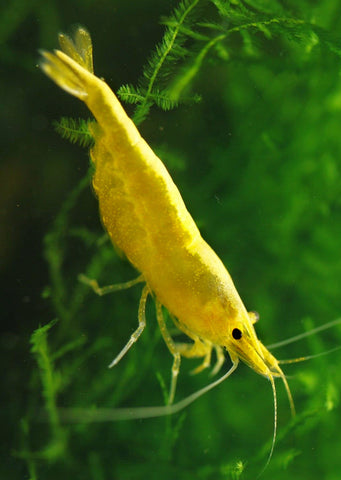 Golden Back Shrimp