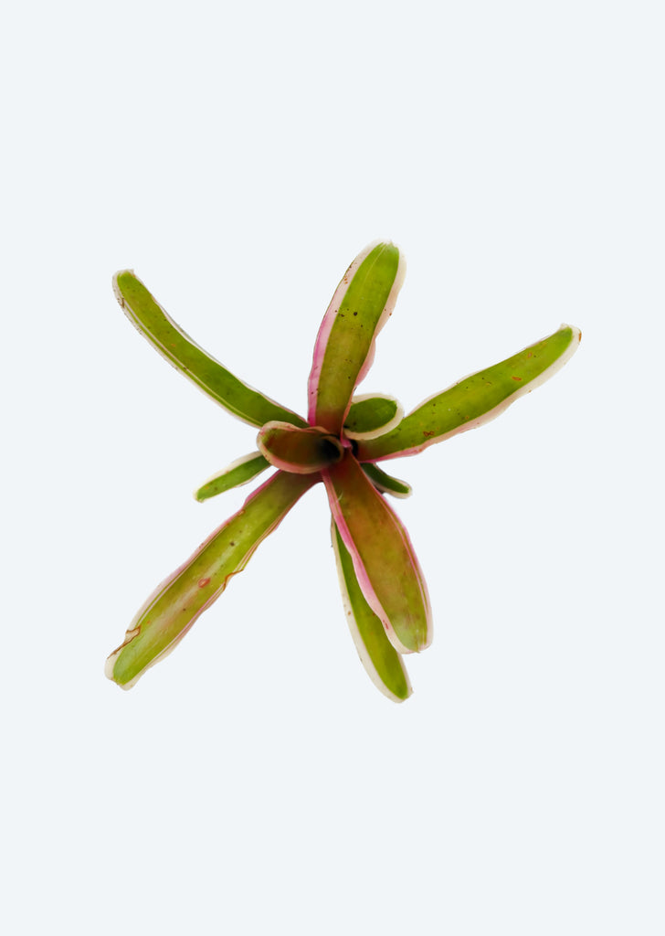 Neoregelia Pink Variegated Fireball