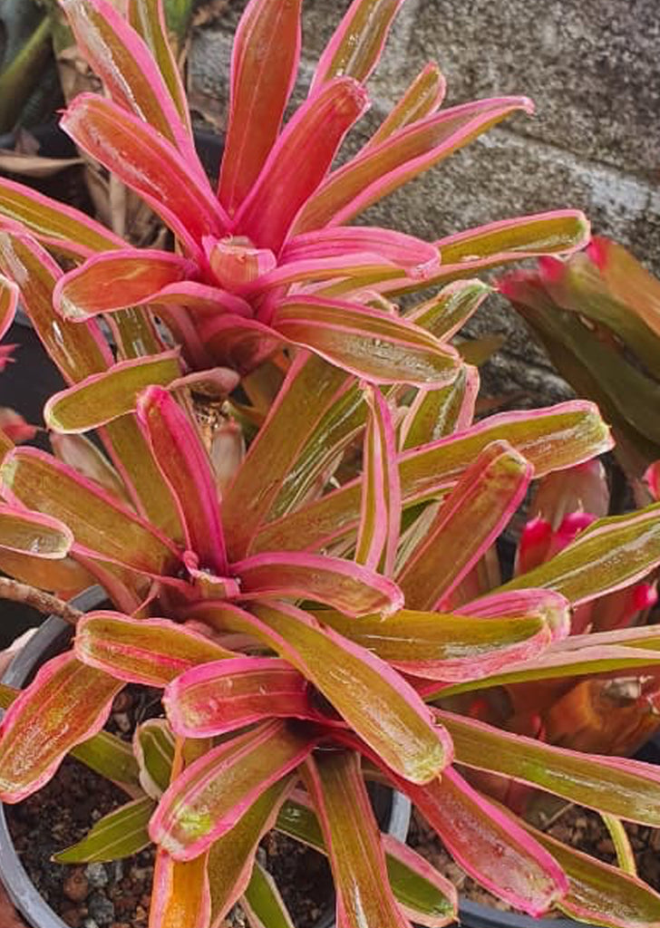 Neoregelia Pink Variegated Fireball