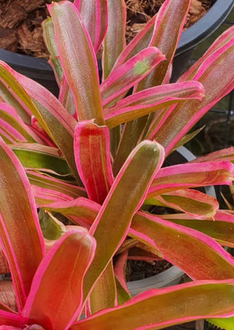 Neoregelia Pink Variegated Fireball