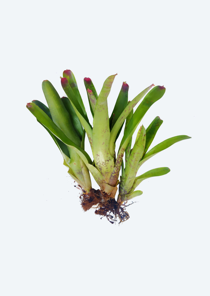Neoregelia Johannis