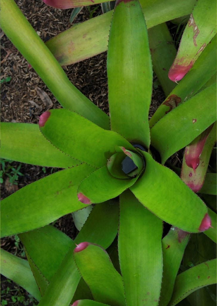 Neoregelia Johannis