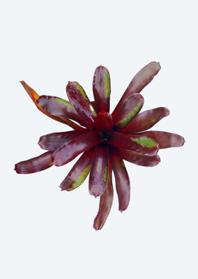 Neoregelia Darkest Hour x Fireball