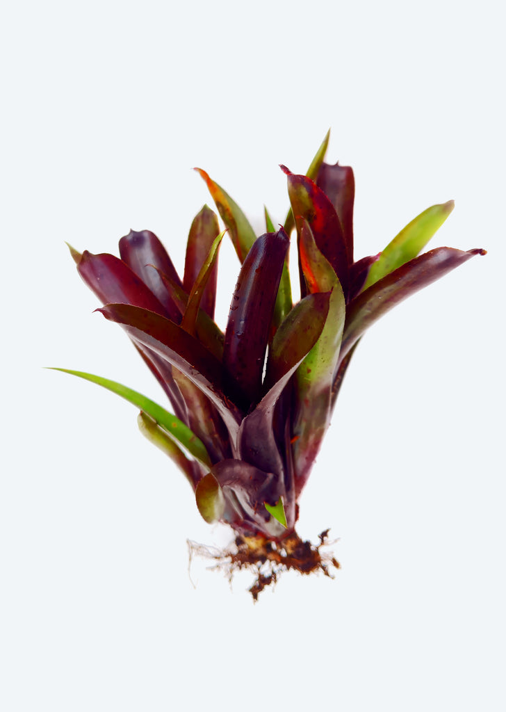 Neoregelia Darkest Hour x Fireball