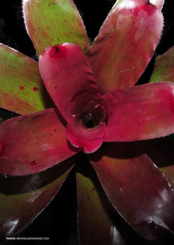 Neoregelia Darkest Hour x Fireball