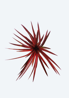 Cryptbergia ‘Red Burst’