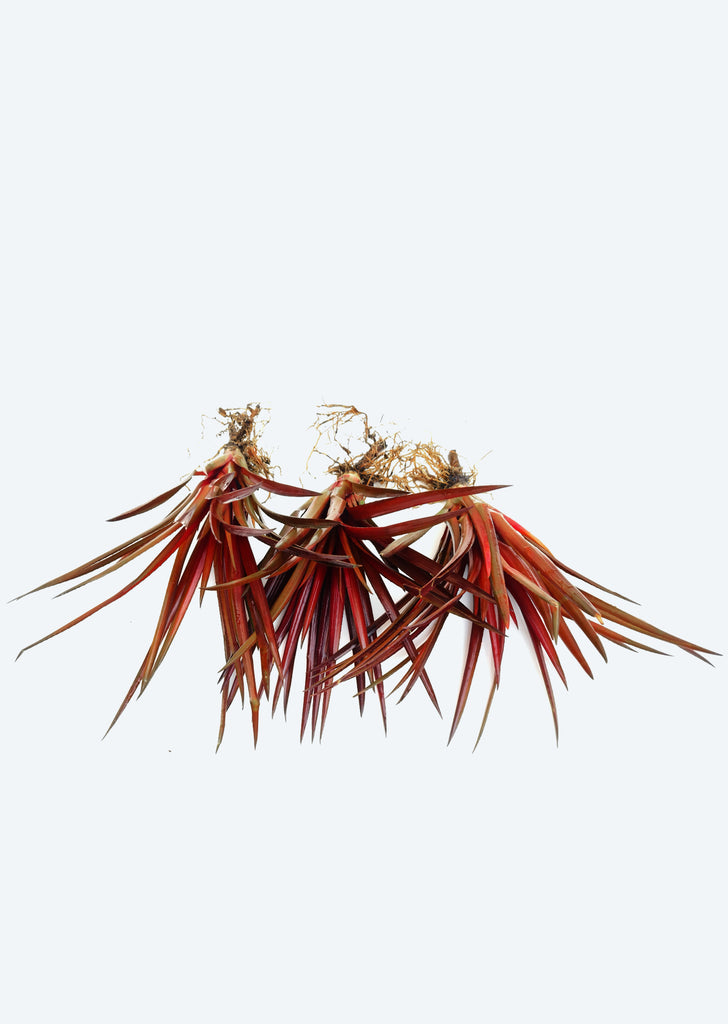 Cryptbergia ‘Red Burst’