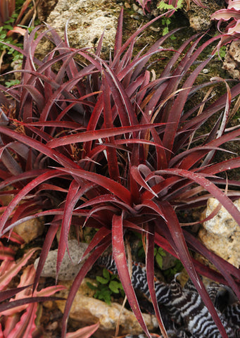 Cryptbergia ‘Red Burst’
