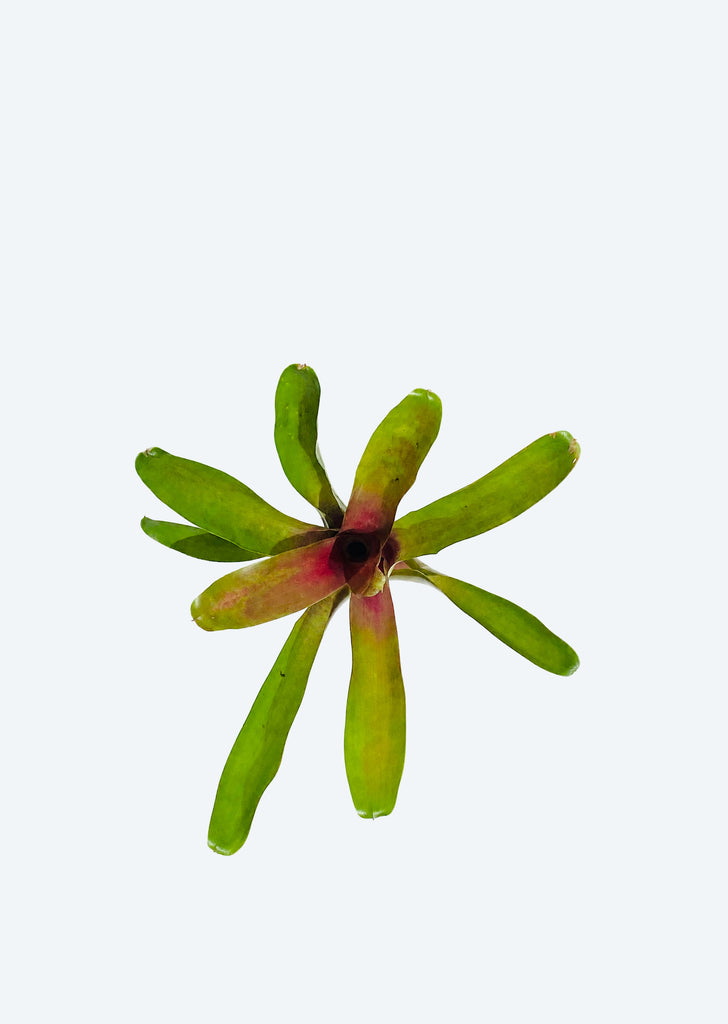 Neoregelia Pink Fireball