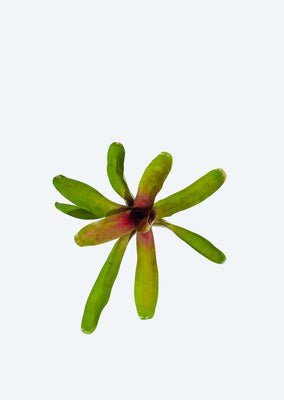 Neoregelia Pink Fireball