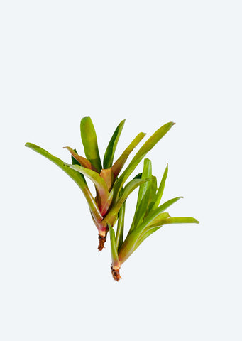 Neoregelia Pink Fireball