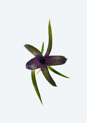 Neoregelia Tar Baby