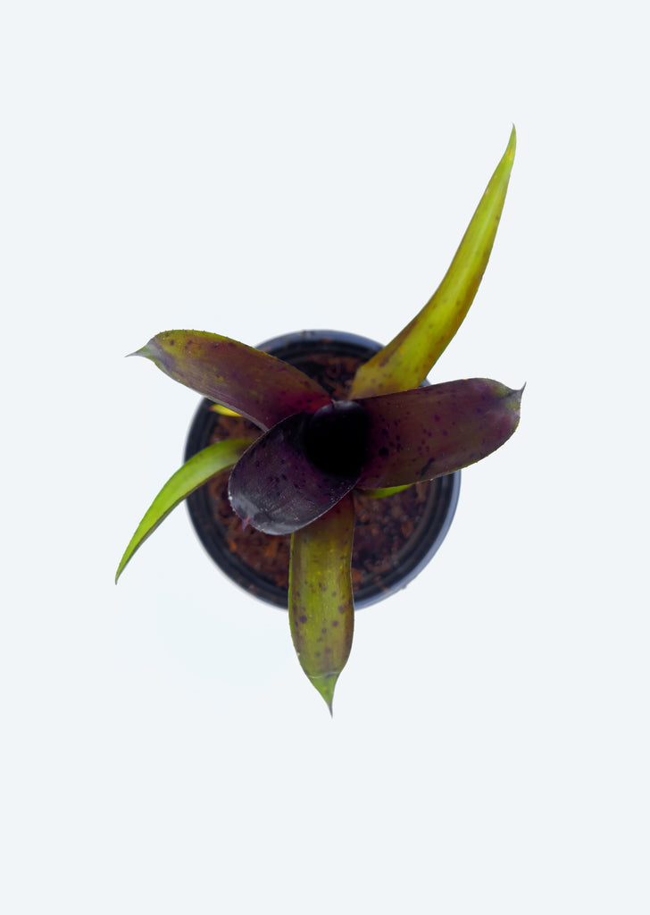 Neoregelia Tar Baby