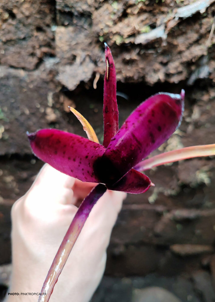Neoregelia Tar Baby