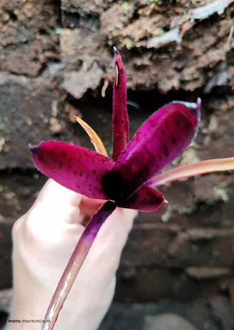 Neoregelia Tar Baby