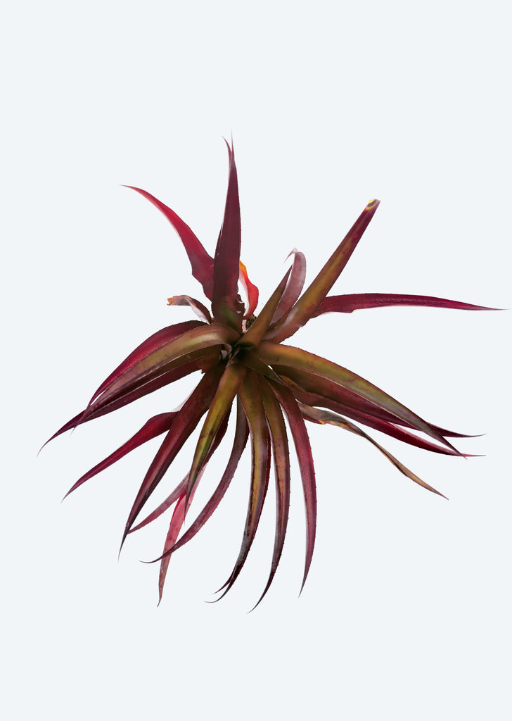 Ananas lucidus ‘Red’