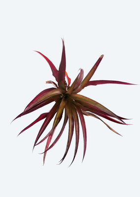 Ananas lucidus ‘Red’