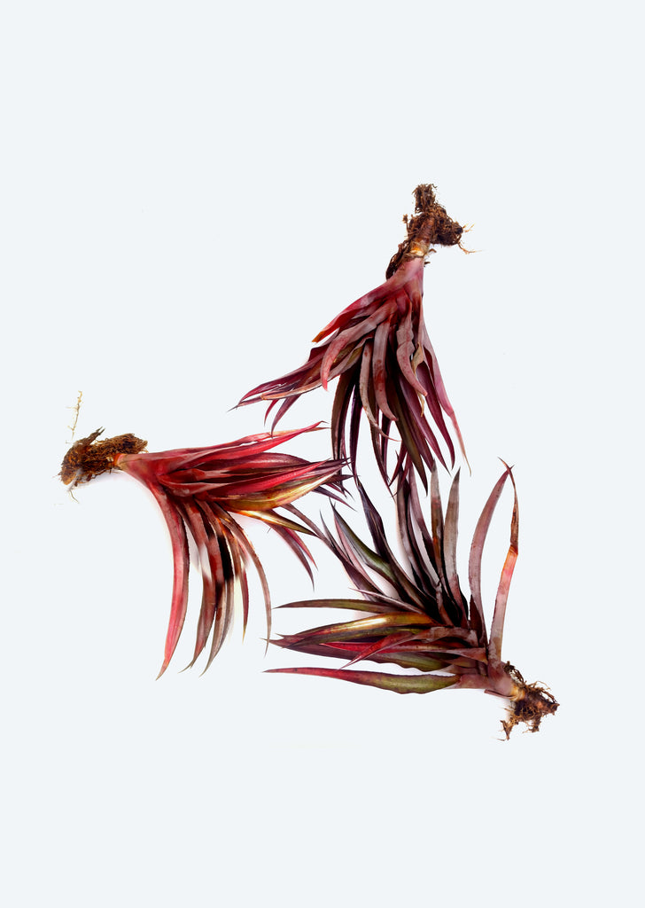 Ananas lucidus ‘Red’