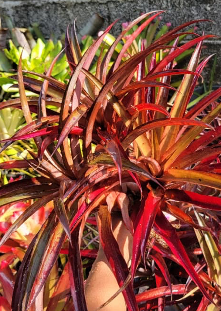 Ananas lucidus ‘Red’