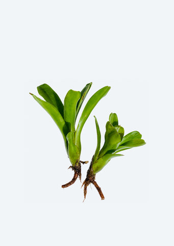Neoregelia Green Fireball