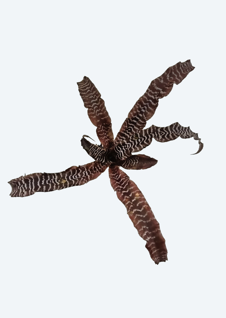 Cryptanthus Black Mystic