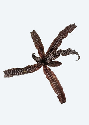 Cryptanthus Black Mystic