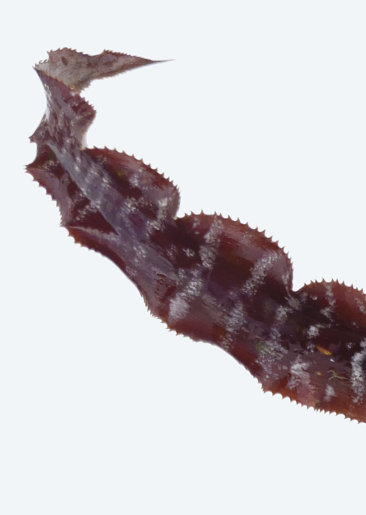 Cryptanthus Black Mystic