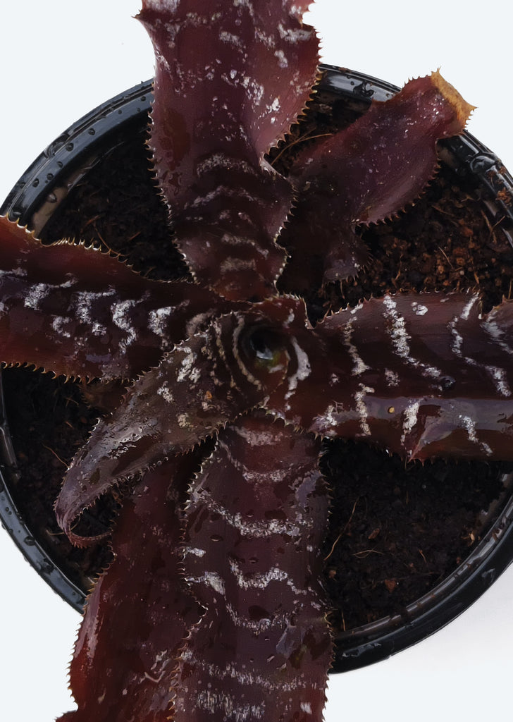 Cryptanthus Black Mystic