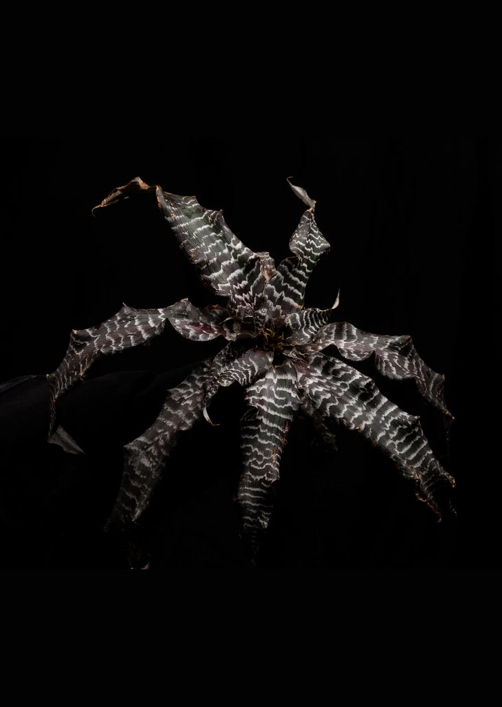 Cryptanthus Black Mystic