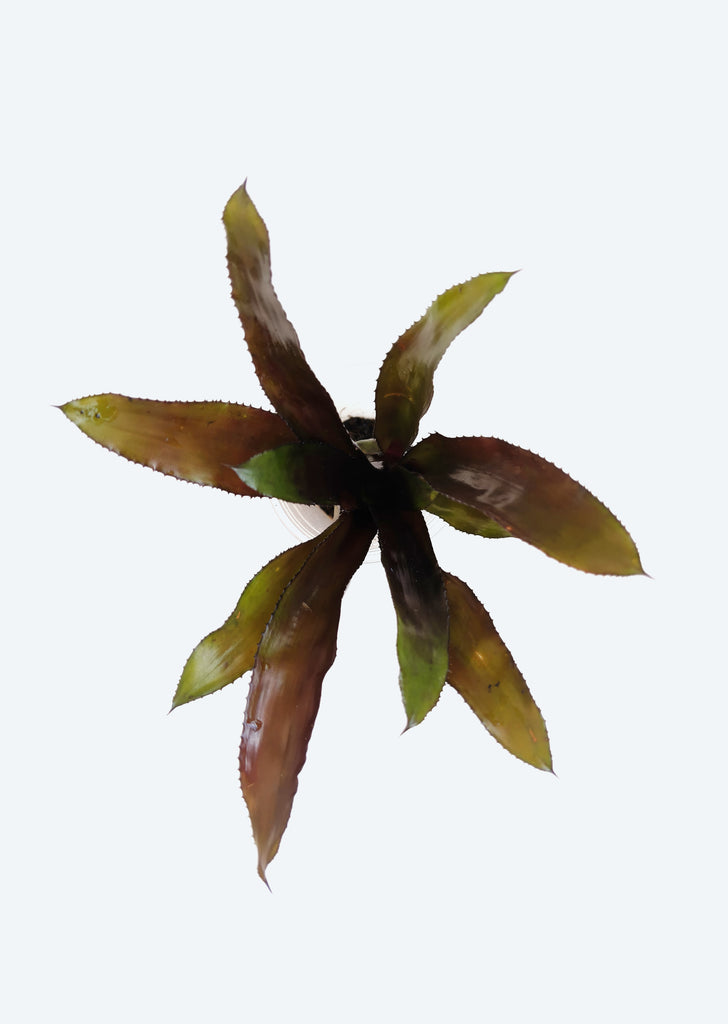 Aechmea ‘Foster’s Favorite’