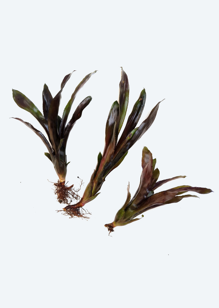 Aechmea ‘Foster’s Favorite’