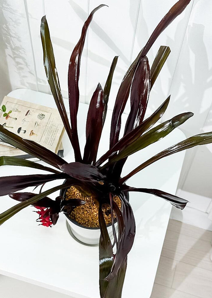 Aechmea ‘Foster’s Favorite’