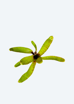Neoregelia Mini 'Giraffe'